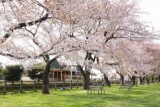 メイリーカフェと公園の桜